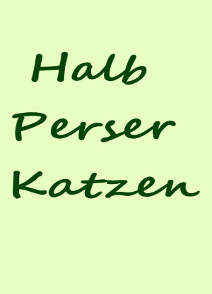 Halb-Perser Katzen